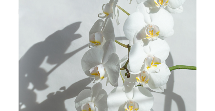 Descubre el significado de las orquídeas según su color - Original Flor -  Envío de Flores