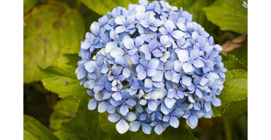 Hortensias: cómo cuidarlas para que crezcan fuertes y sanas - Original Flor  - Envío de Flores