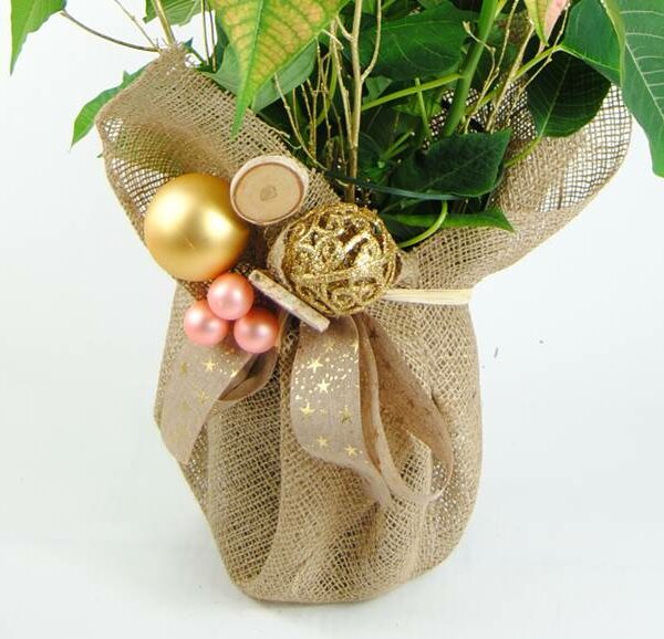 Comprar Flor De Pascua Blurred - Planta De Navidad Online