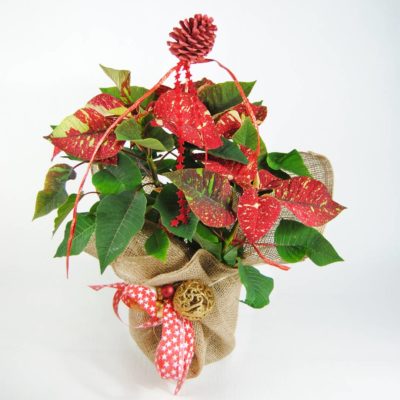 Comprar Flor De Pascua Dasher - Planta De Navidad Online