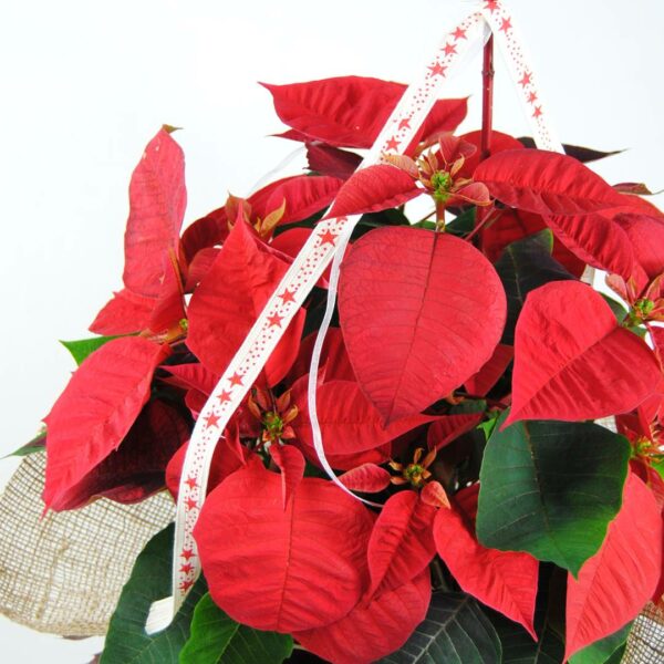 Comprar flor de pascua red sense - Origialflor