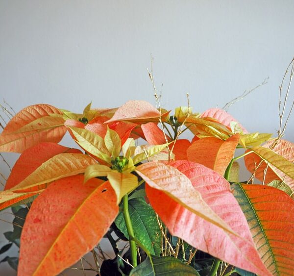 DEtalle De Flor De Pascua