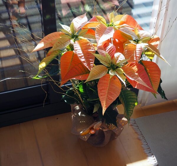 Flor De Pascua O Ponsetia Naranja