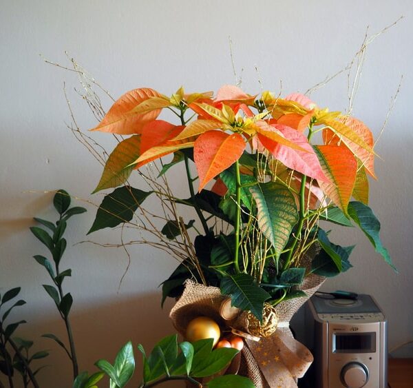 Flor De Pascua Naranja