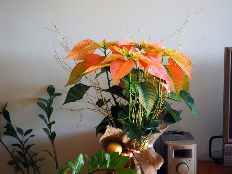 Flor de pascua naranja