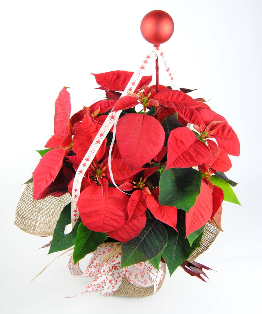 Planta de navidad Ponsetia Flor de Pascua Red Sense - Originalflor