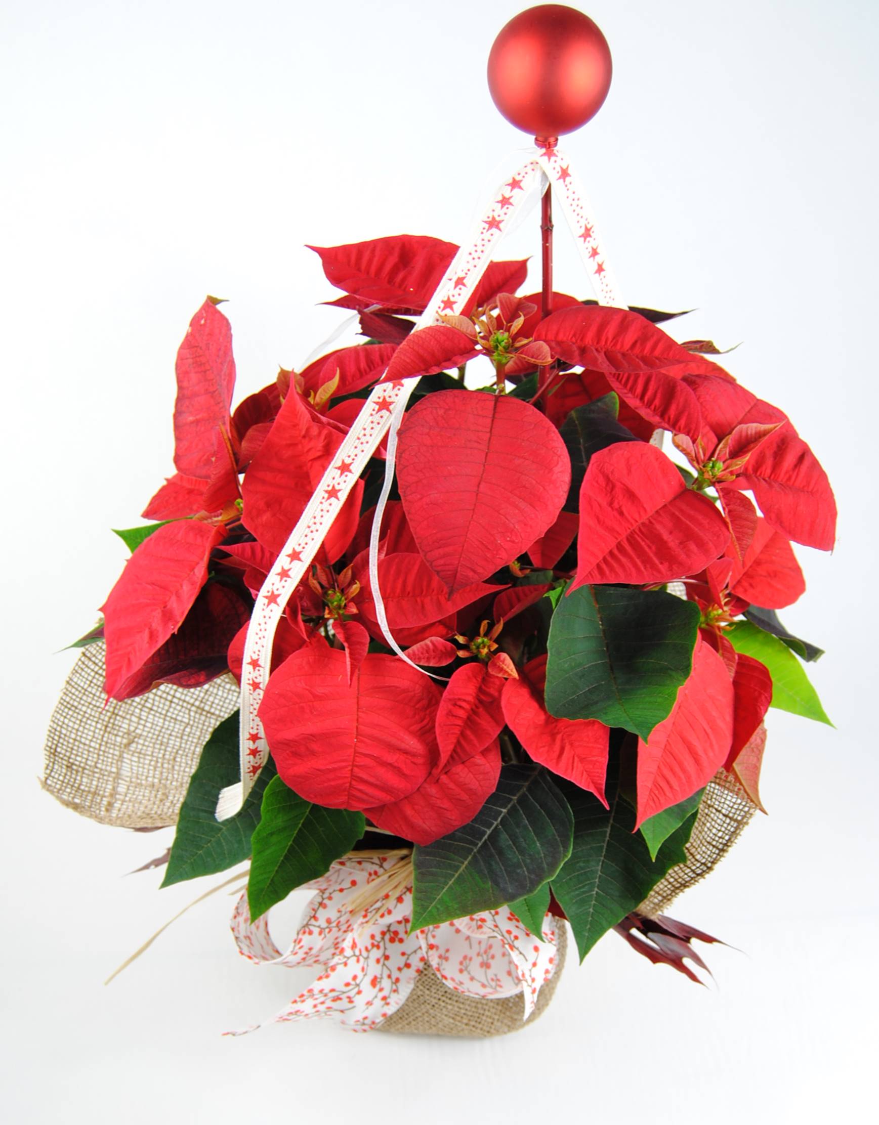 Regalar planta de navidad Ponsetia red sense roja - Originalflor