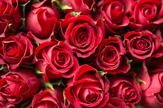 20 frases para enamorar junto un de flores - Original Flor