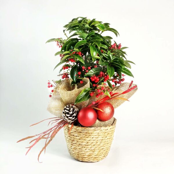 Comprar Ardisia Luxe - Planta de navidad