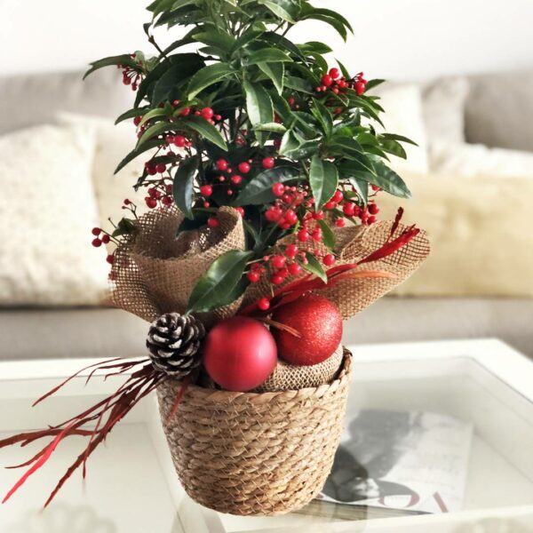 Planta de navidad - Ardisia Luxe