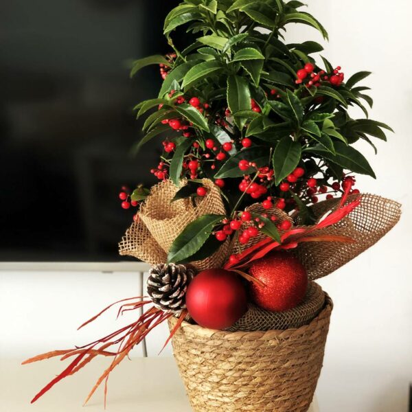 Regalar Ardisia Luxe - Planta de navidad