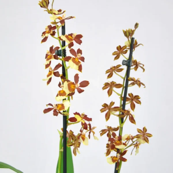 Orquídea Cambria para decorar