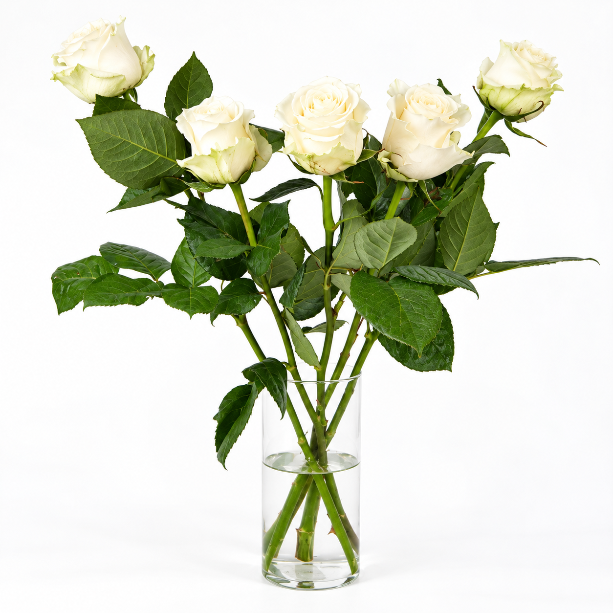 Rosas blancas frescas