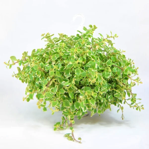 Planta del Dinero Matizada