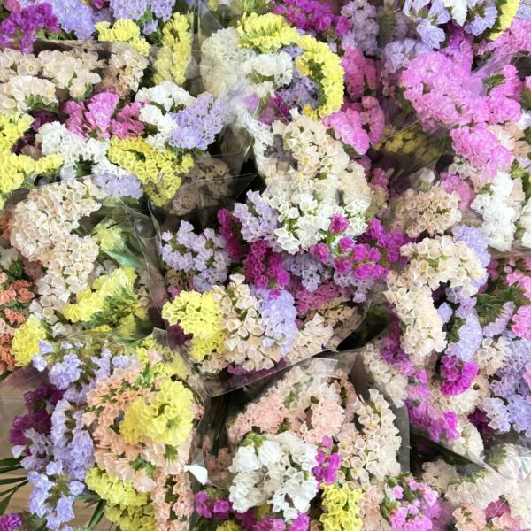 comprarsiemprevivaonline