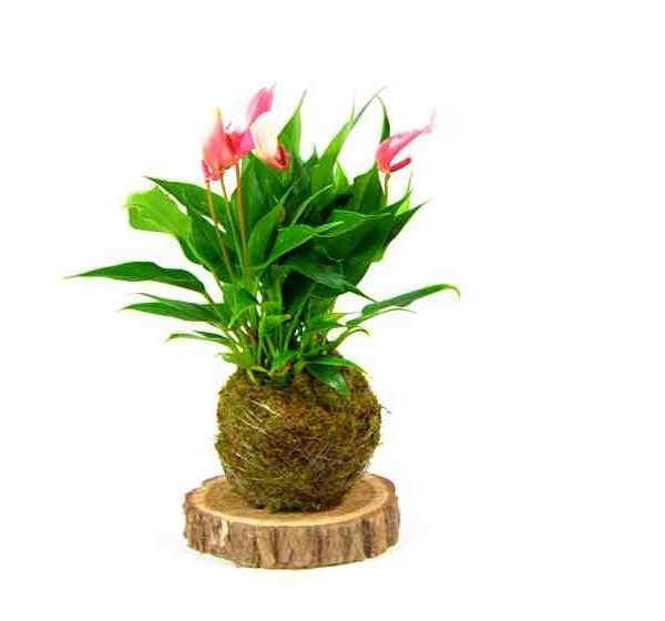 Kokedama Anthurium Rosa