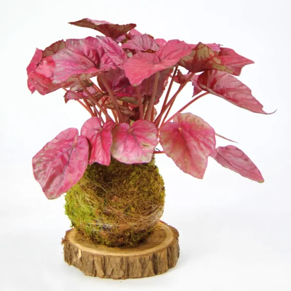 Begonia Rex Kokedama