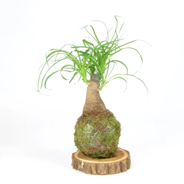 Kokedama Beucarnea