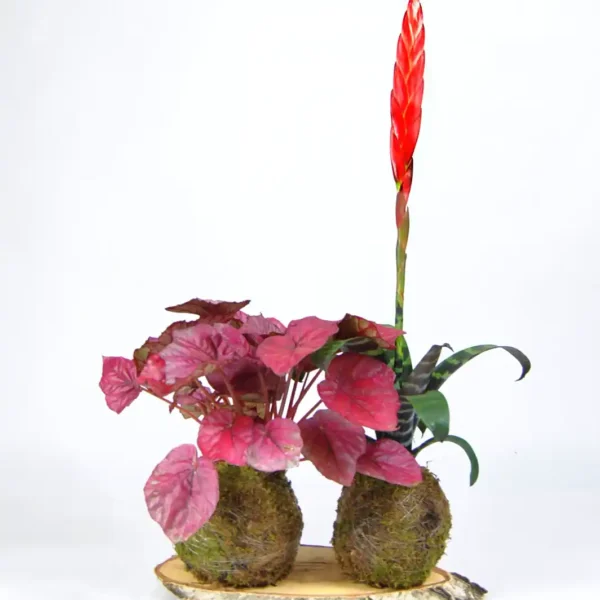 Pack Red: Vriesea Era y Begonia Rex