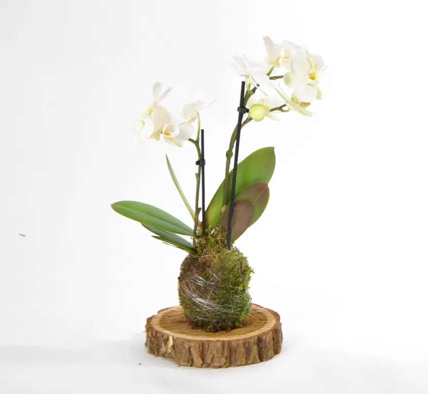 Kokedama Phalaenopsis Blanca