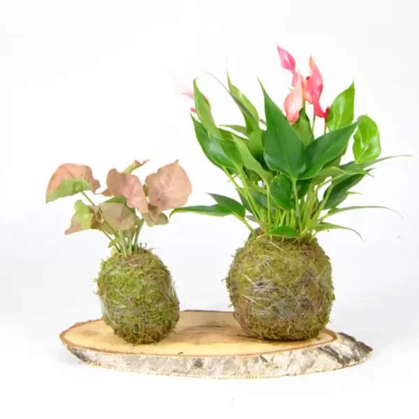 Pack Pink: Anthurium Rosa y Syngonio Neon