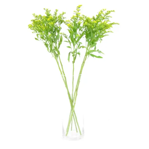 solidago-flores-para-decorar