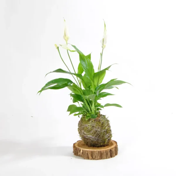 Kokedama de Spathiphyllum