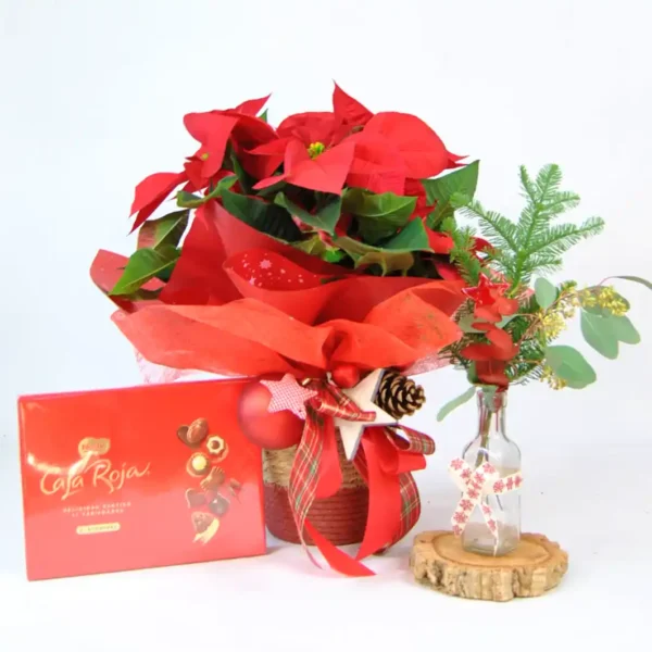 PLANTAS DE NAVIDAD Y FLORES DE PASCUA