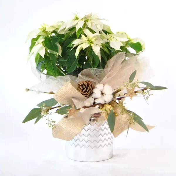 Comprar Poinsettia blanca de Navidad online