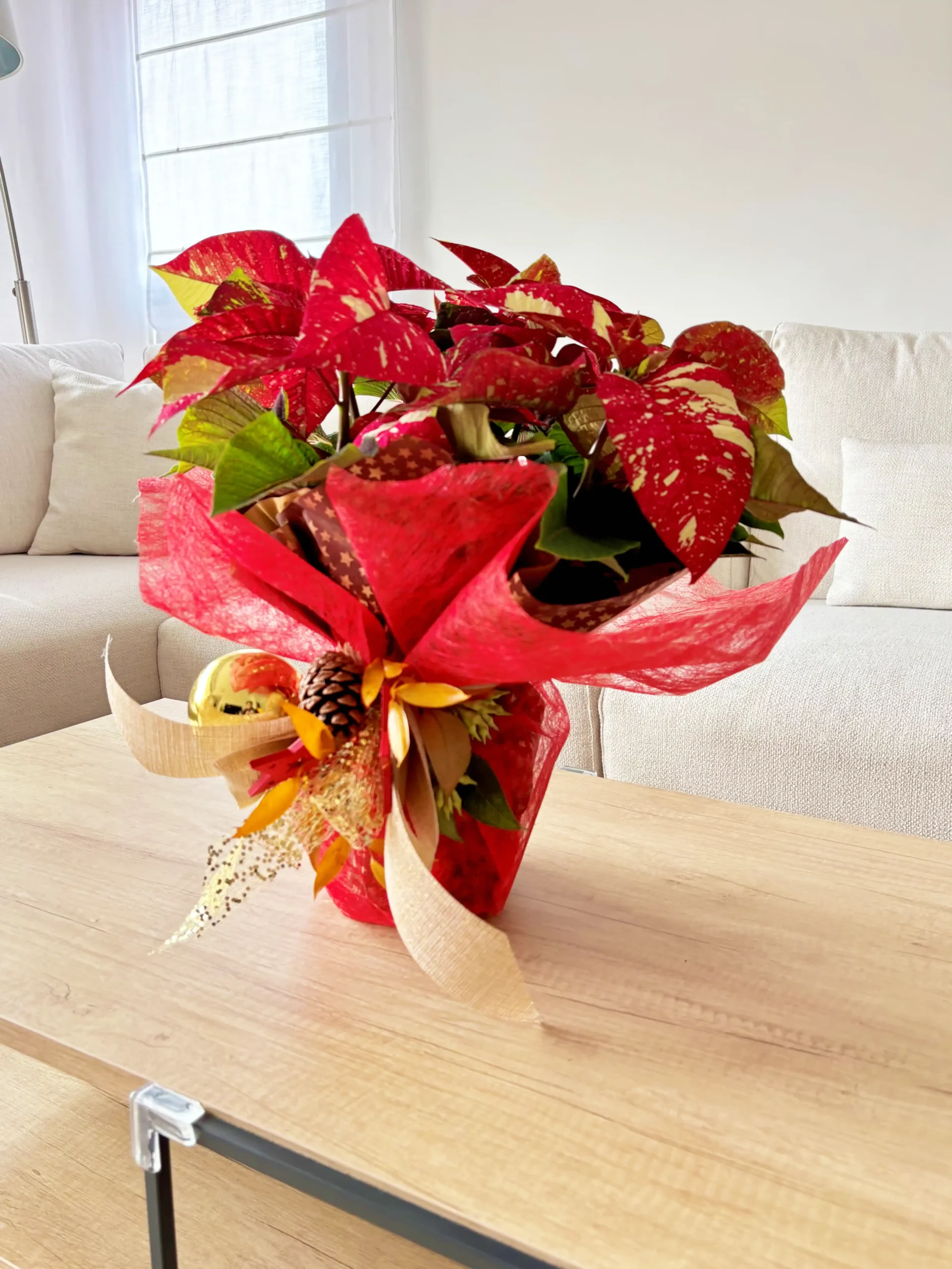 Poinsettia roja en maceta decorativa con consejos de cuidado