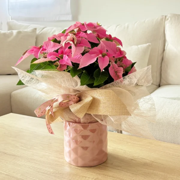 comprar Poinsettia rosa de Navidad