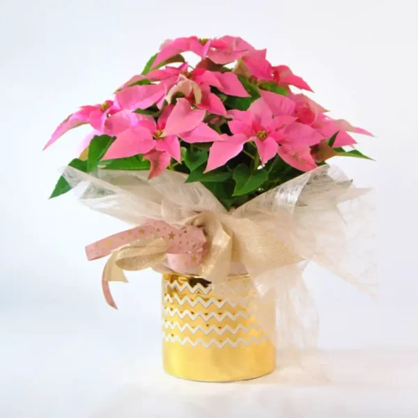 comprar Poinsettia rosa de Navidad