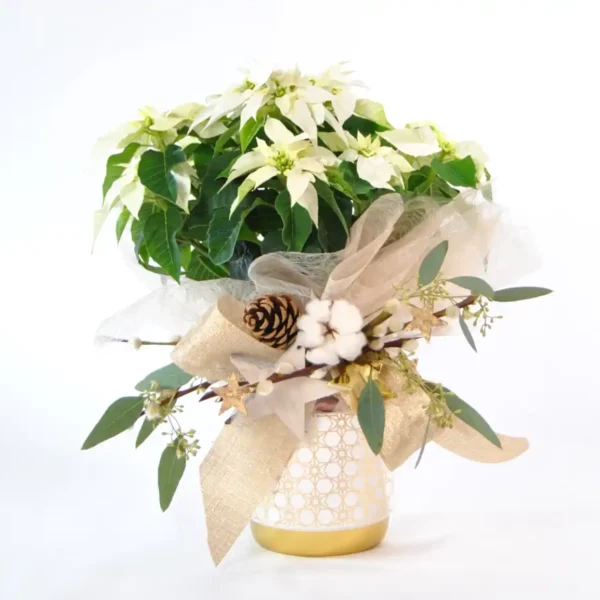 Poinsettia blanca copo de nieve - Comprar Poinsettia de Navidad online