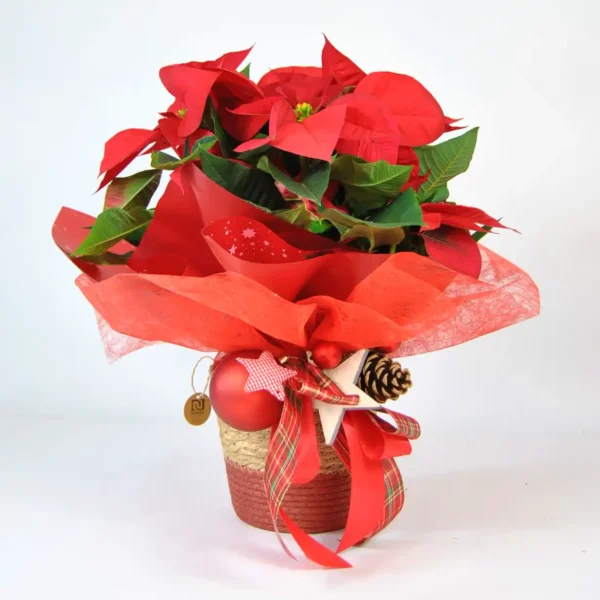 Comprar Poinsettia de Navidad online - Poinsettia Elegance