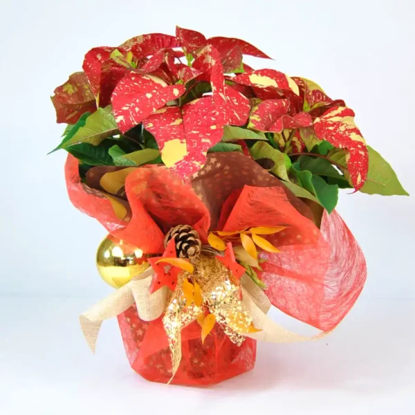 Comprar Poinsettia de Navidad online - Poinsettia Picasso