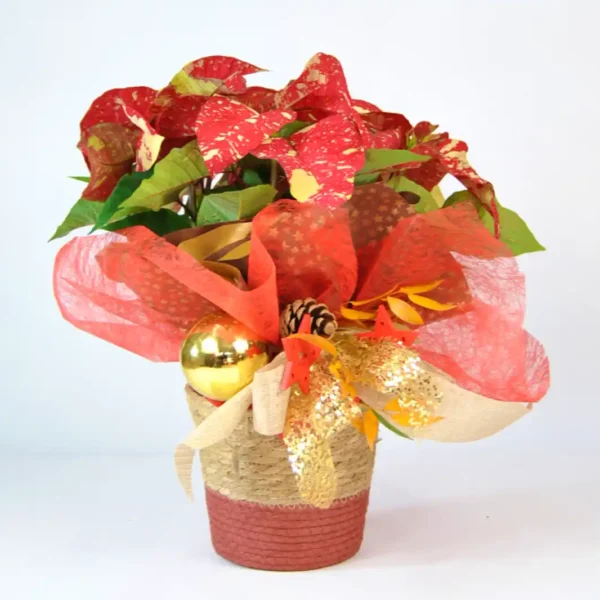 Comprar Poinsettia de Navidad online -Poinsettia picasso elegance