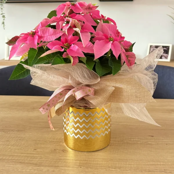 comprar Poinsettia rosa de Navidad