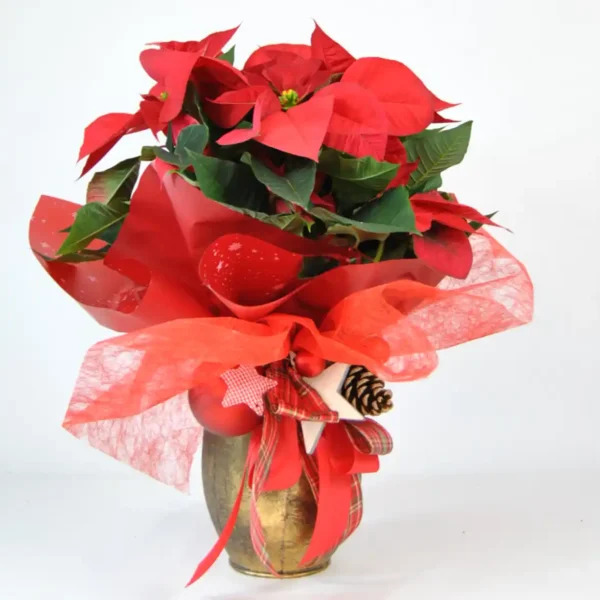 Comprar Poinsettia de Navidad online - Poinsettia roja Gold