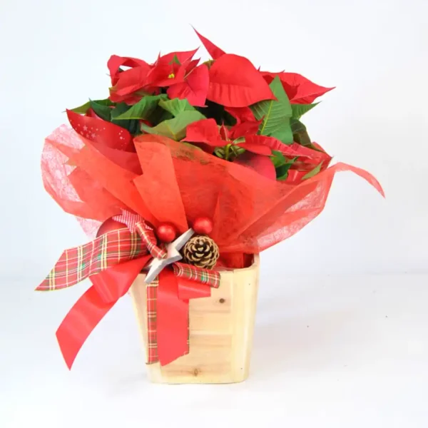 Comprar Poinsettia de Navidad online