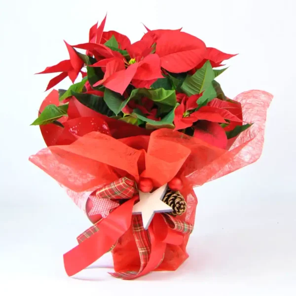 Comprar Poinsettia Roja online - Poinsettia Premium 50 cm
