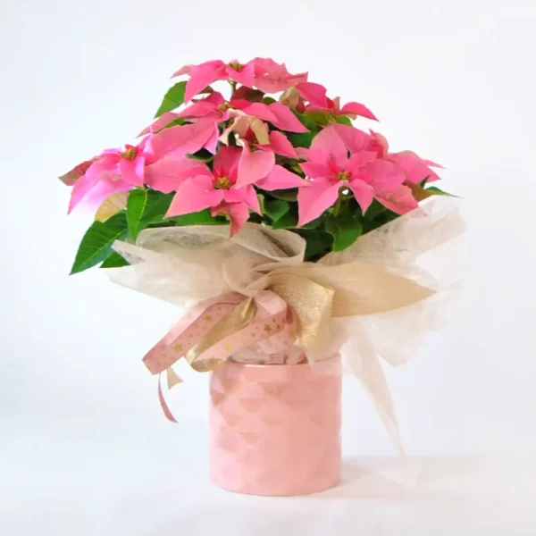 comprar Poinsettia rosa de Navidad
